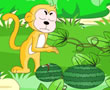 小猴吃瓜果