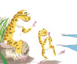 蛤蟆爷爷的秘诀