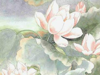 一品清莲---莲花(2)