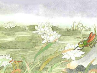 一品清莲---莲花(1)