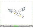Seagull Pigeon