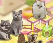 猫咪小屋