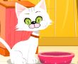 饲养波斯猫