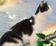 饲养小花猫2