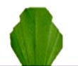 Cabbage(卷心菜)