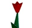 Tulip(郁金香)