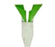 Oriental Radish(萝卜)