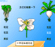白菜和萝卜