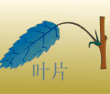叶片生长有次序