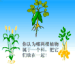 看花识豆