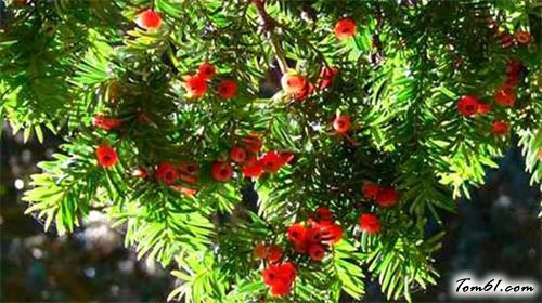 10种最毒的植物图片5