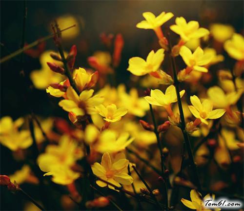 迎春花与连翘的区别和辨认图片1
