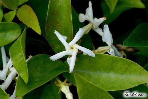像风车的花—络石花图片2 像风车的花—络石花图片2