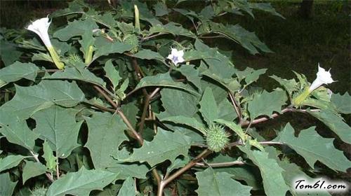10种最毒的植物图片2