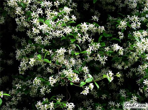 像风车的花—络石花图片1 像风车的花—络石花图片1