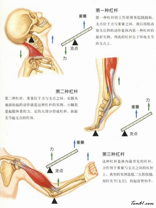 人身上的杠杆图片4
