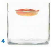 物体的上浮与下沉实验图片5 物体的上浮与下沉实验图片5