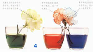 神奇的变色花图片5