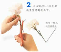 神奇的变色花图片3