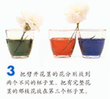 神奇的变色花图片4