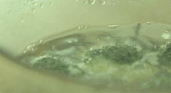 【什锦排骨焖饭】煮花菜