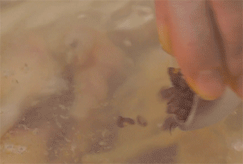 【泡椒凤爪】放入花椒