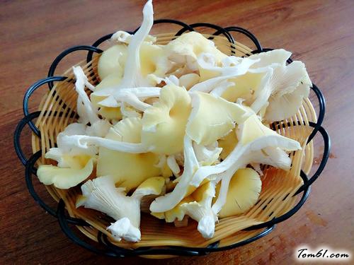 【榆黄菇猪肉饺子】