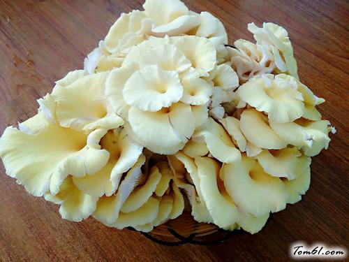 【榆黄菇猪肉饺子】