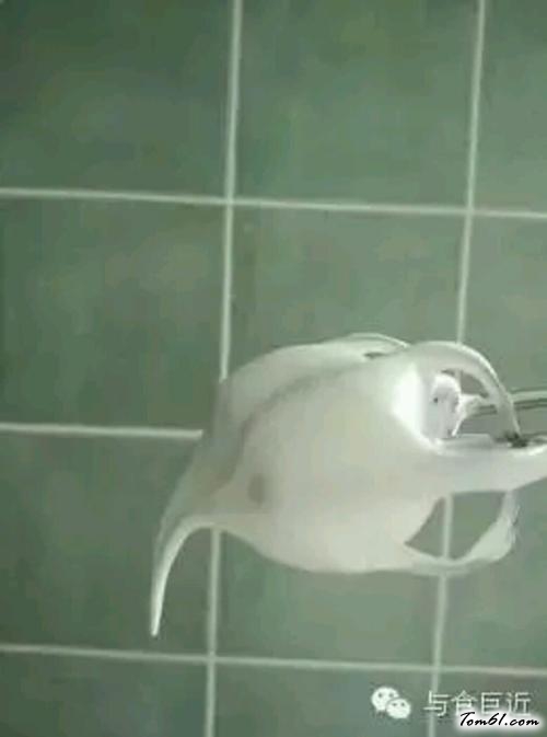 【小山进蛋糕卷】