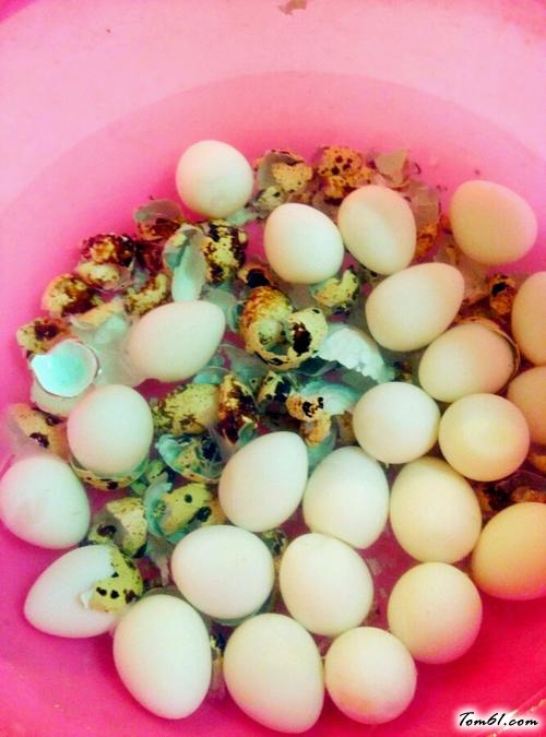 【圣女果鸽子蛋创意小蘑菇】