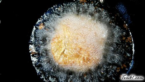 【香酥炸鸡排】