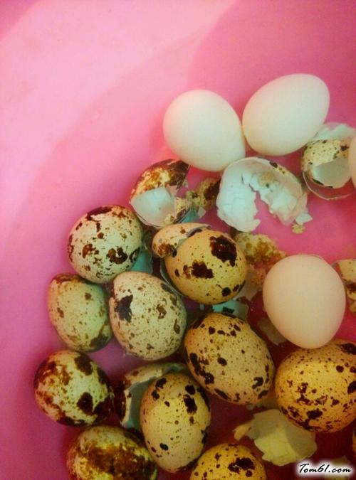 【圣女果鸽子蛋创意小蘑菇】