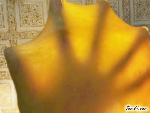 【南瓜煉奶土司】