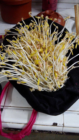 家庭自发豆芽最简单的三种方法