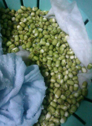 家庭自发豆芽最简单的三种方法图片1 家庭自发豆芽最简单的三种方法图片1