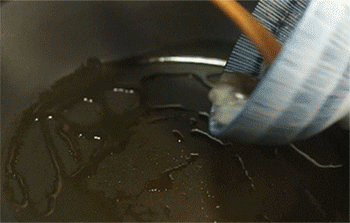 【番茄鲜虾海参盅】加入虾仁