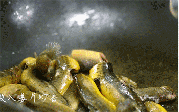 【美味泥鳅】放姜片