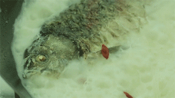 【鲫鱼萝卜丝汤】放入食材