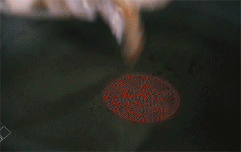 【芦笋炒虾】炸虾