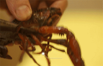 【宫爆龙虾】去除虾须