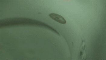 【鲫鱼萝卜丝汤】煎姜片