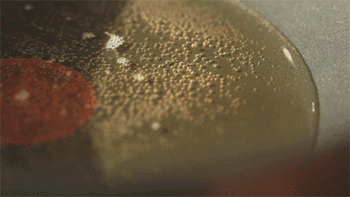 【山楂红烧肉】爆香姜片