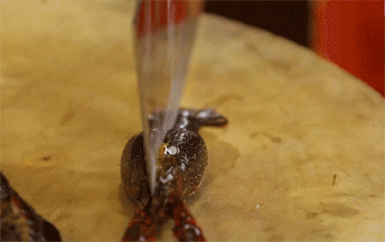 【宫爆龙虾】龙虾切成两半