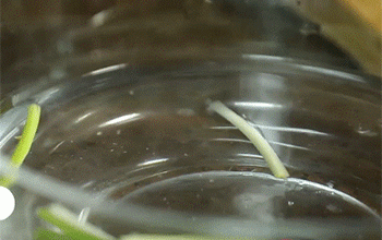 【爆炒鱿鱼卷】调味