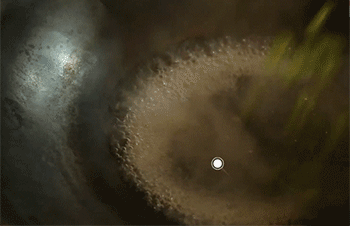 【宫爆龙虾】青椒焯水