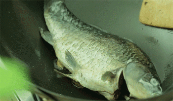 【鲫鱼萝卜丝汤】煎鱼