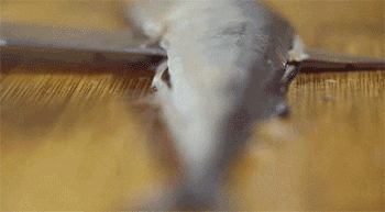 【盐煎秋刀鱼】刨鱼