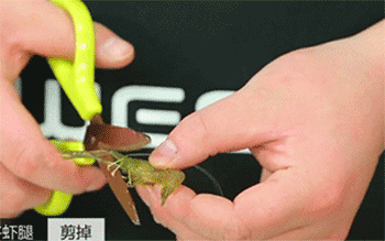 【油爆虾】剪虾腿