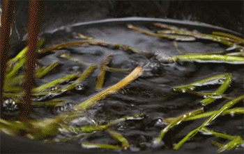 【葱香豆豉蒸扇贝】捞出