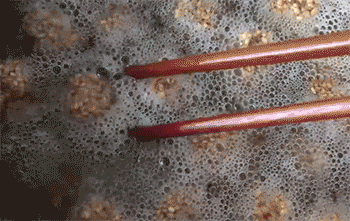 【芝麻肉团】炸